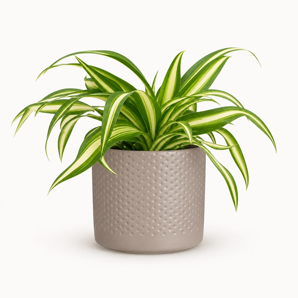 Chlorophytum 'variegatum' 8.5cm + Era taupe relief 8.5cm (1096062)
