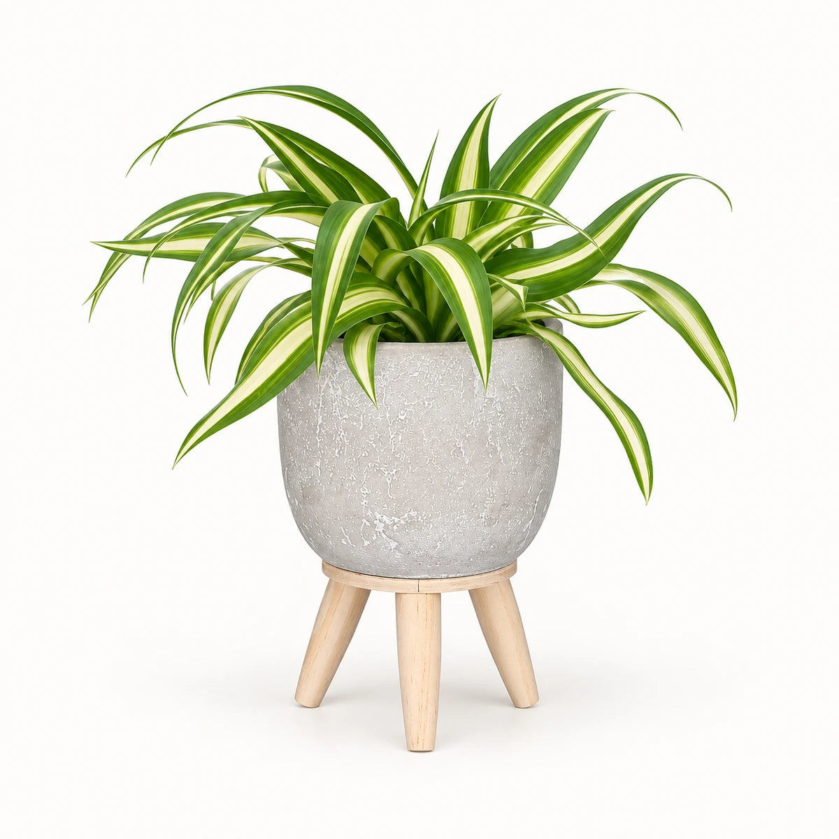 Chlorophytum 'variegatum' 8.5cm + Jimmy on stand l.grey 10.5cm (1095042)
