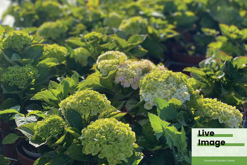 Hydrangea Magical® 'Green Cloud' 19cm