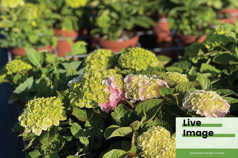 Hydrangea Magical® 'Green Cloud' 19cm