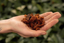 
                  
                    Coconut husk chips 3lt
                  
                