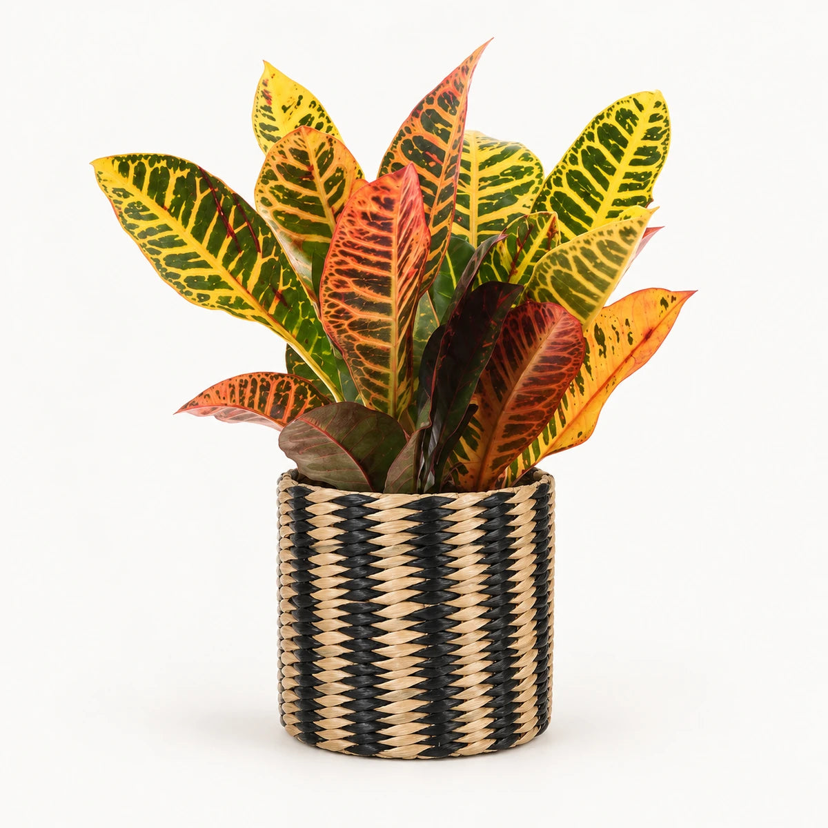 Codiaeum variegatum ‘Petra’ 12cm + Alexis black 13cm (1102736) — σχέδιο 2