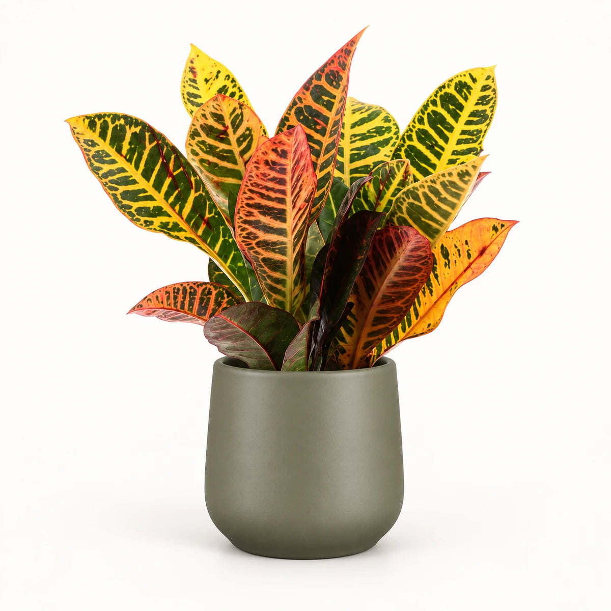Codiaeum variegatum ‘Petra’ 12cm + Amber green matt 12cm (1087671)