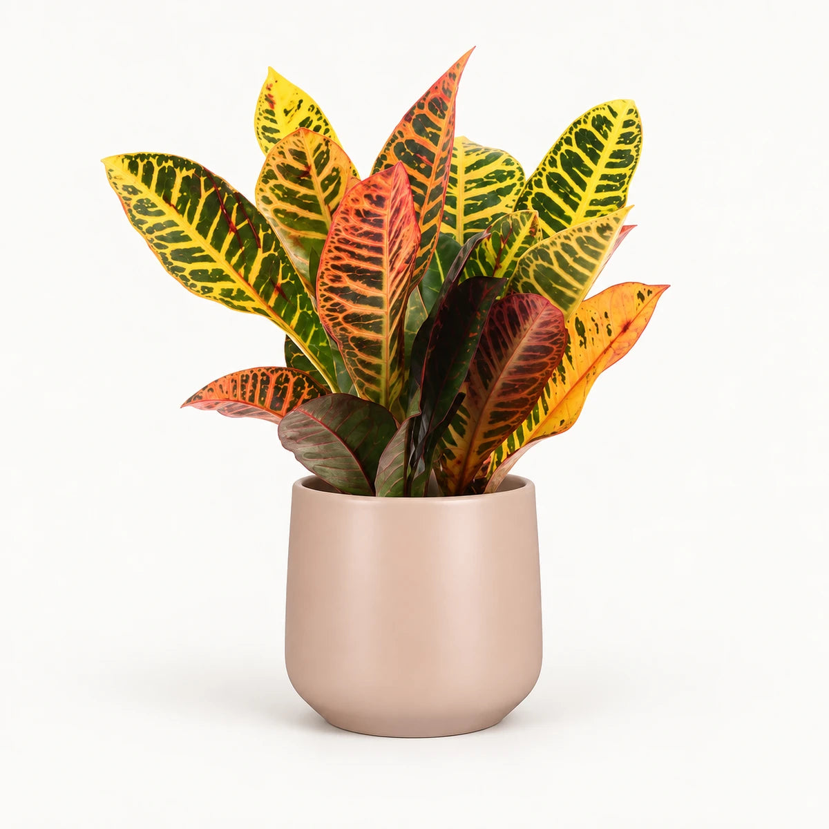 Codiaeum variegatum ‘Petra’ 12cm + Amber l. pink matt 11.5cm (1094377)