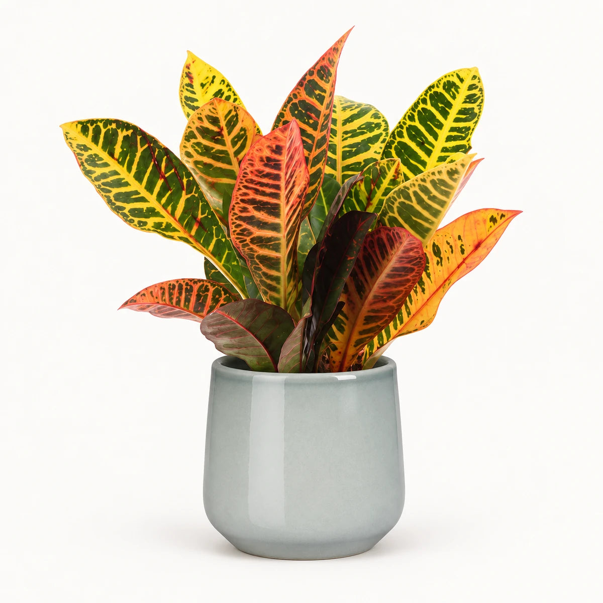 Codiaeum variegatum ‘Petra’ 12cm + Amber light grey 12cm (1167582)