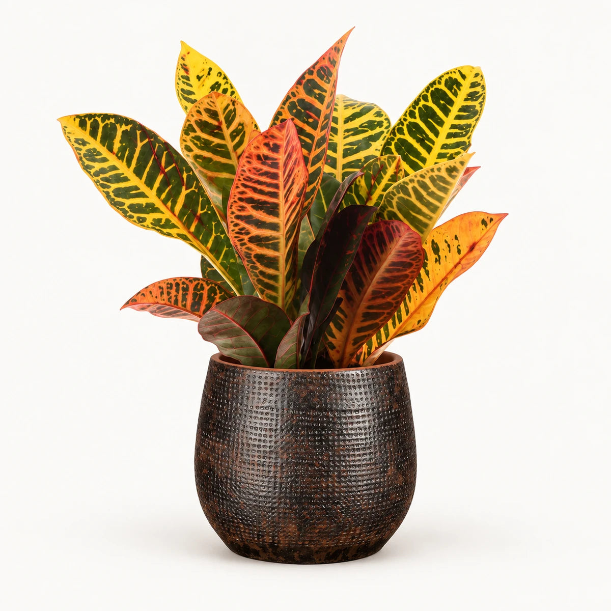 Codiaeum variegatum ‘Petra’ 12cm + Enrique brown 13cm (1157584)