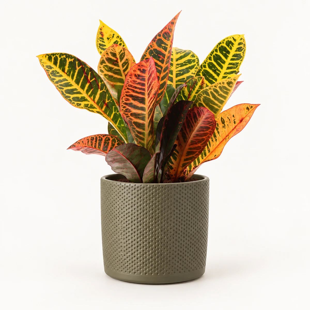 Codiaeum variegatum ‘Petra’ 12cm + Era green relief 14cm (1051633)