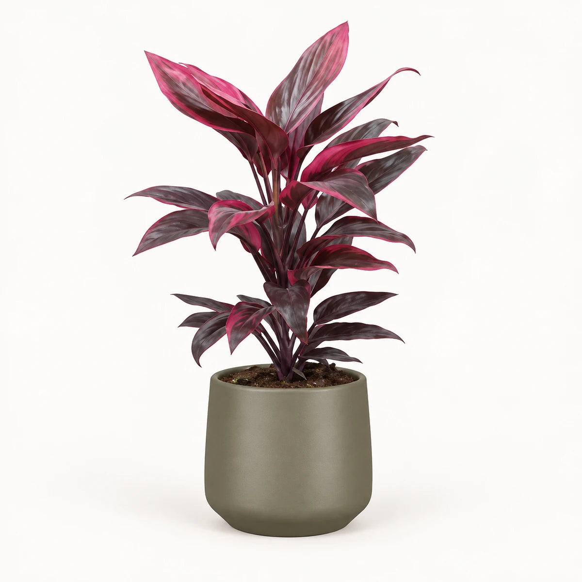 Cordyline 'Mambo' 13cm + Amber green matt 13cm (1097324)