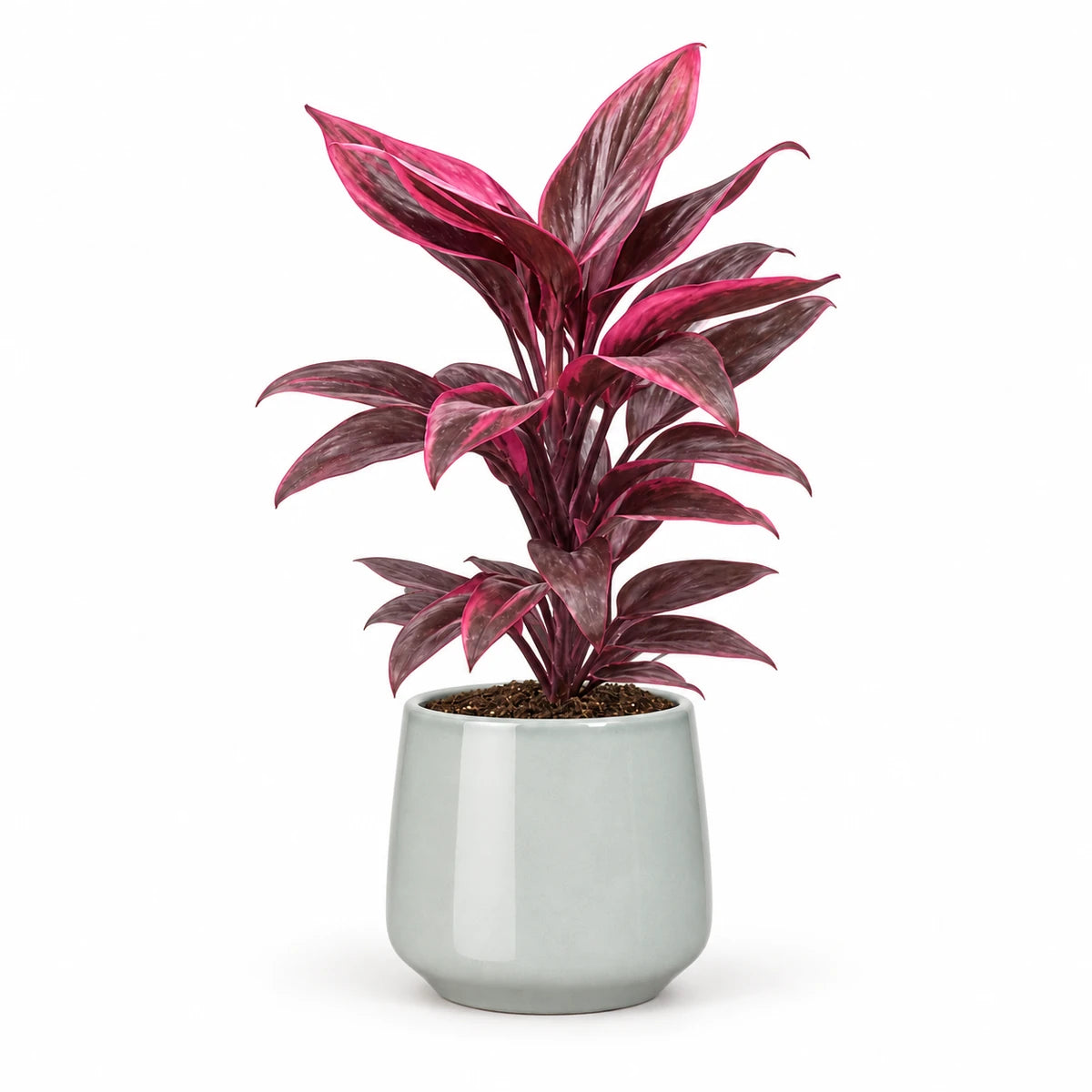Cordyline 'Mambo' 13cm + Amber light grey 13cm (1167583)
