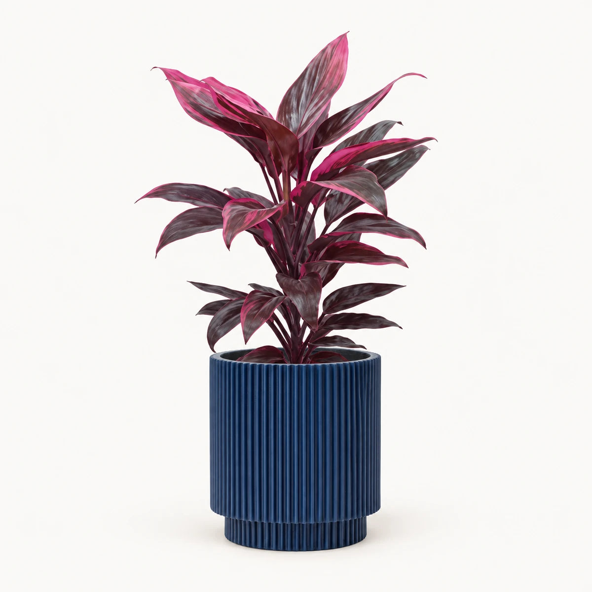 Cordyline 'Mambo' 13cm + Capi Vase cylinder groove dark blue 15cm (BGVDB313)