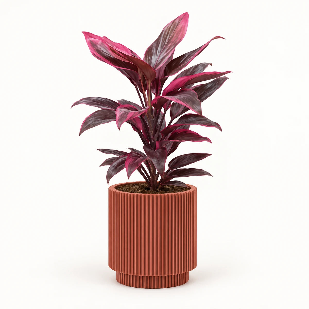 Cordyline 'Mambo' 13cm + Capi Vase cylinder groove merlot-red 15cm (BGVMR313)