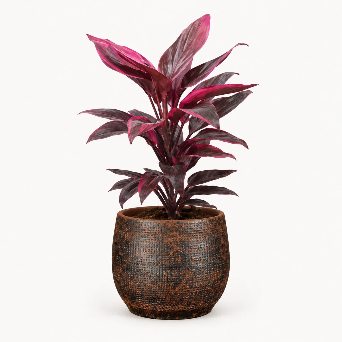 Cordyline 'Mambo' 13cm + Enrique brown 14cm (1157585)