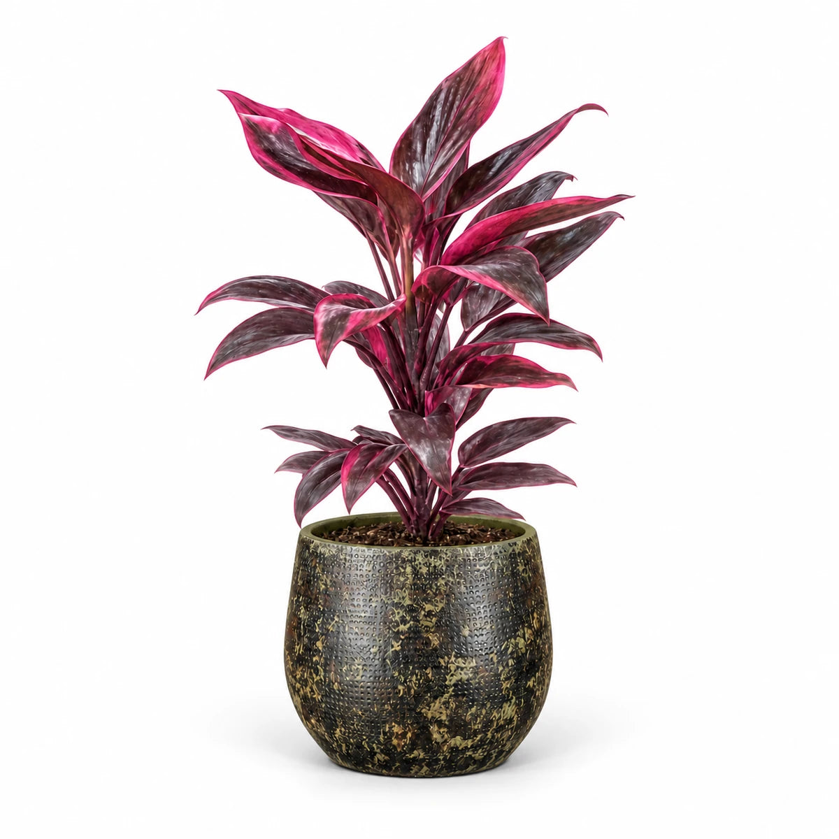 Cordyline 'Mambo' 13cm + Enrique green 14cm (1157594)