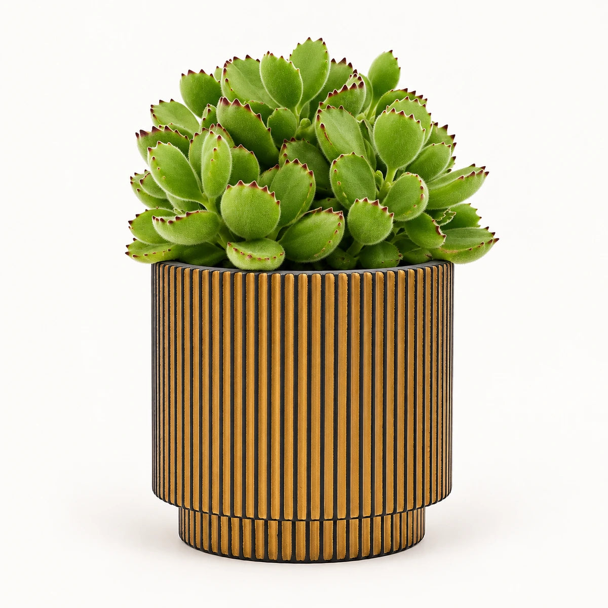 Cotyledon ladismithiensis 10.5cm + Capi Vase cylinder groove black-gold 11cm (BGVGB312)