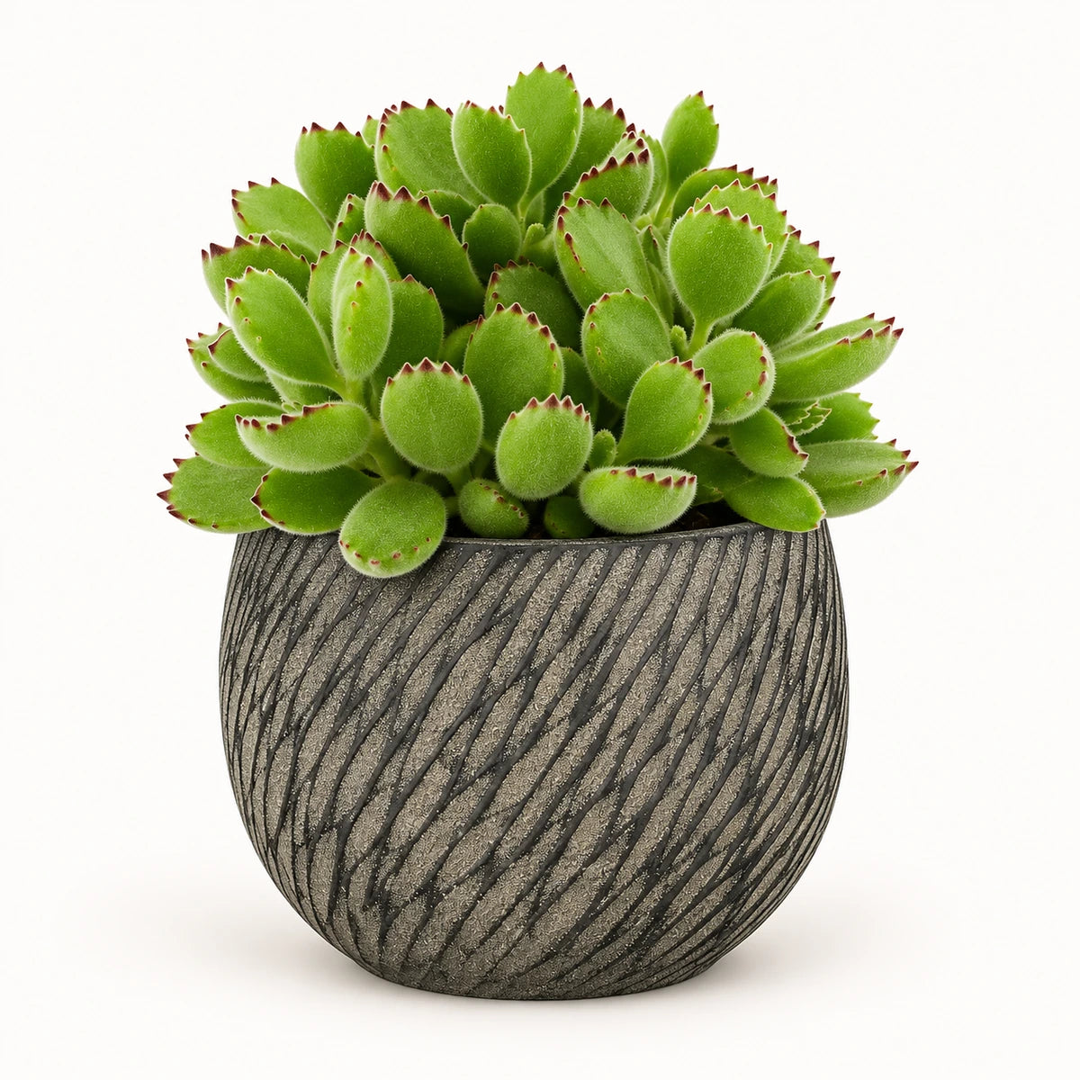 Cotyledon ladismithiensis 10.5cm + Elio anthracite 11cm (1163961)