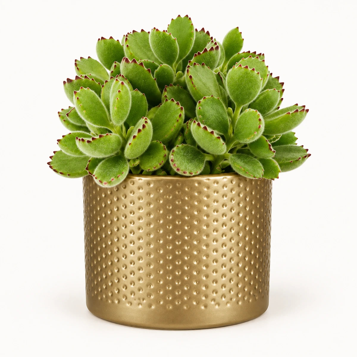 Cotyledon ladismithiensis 10.5cm + Era gold relief 10.5cm (1059866)