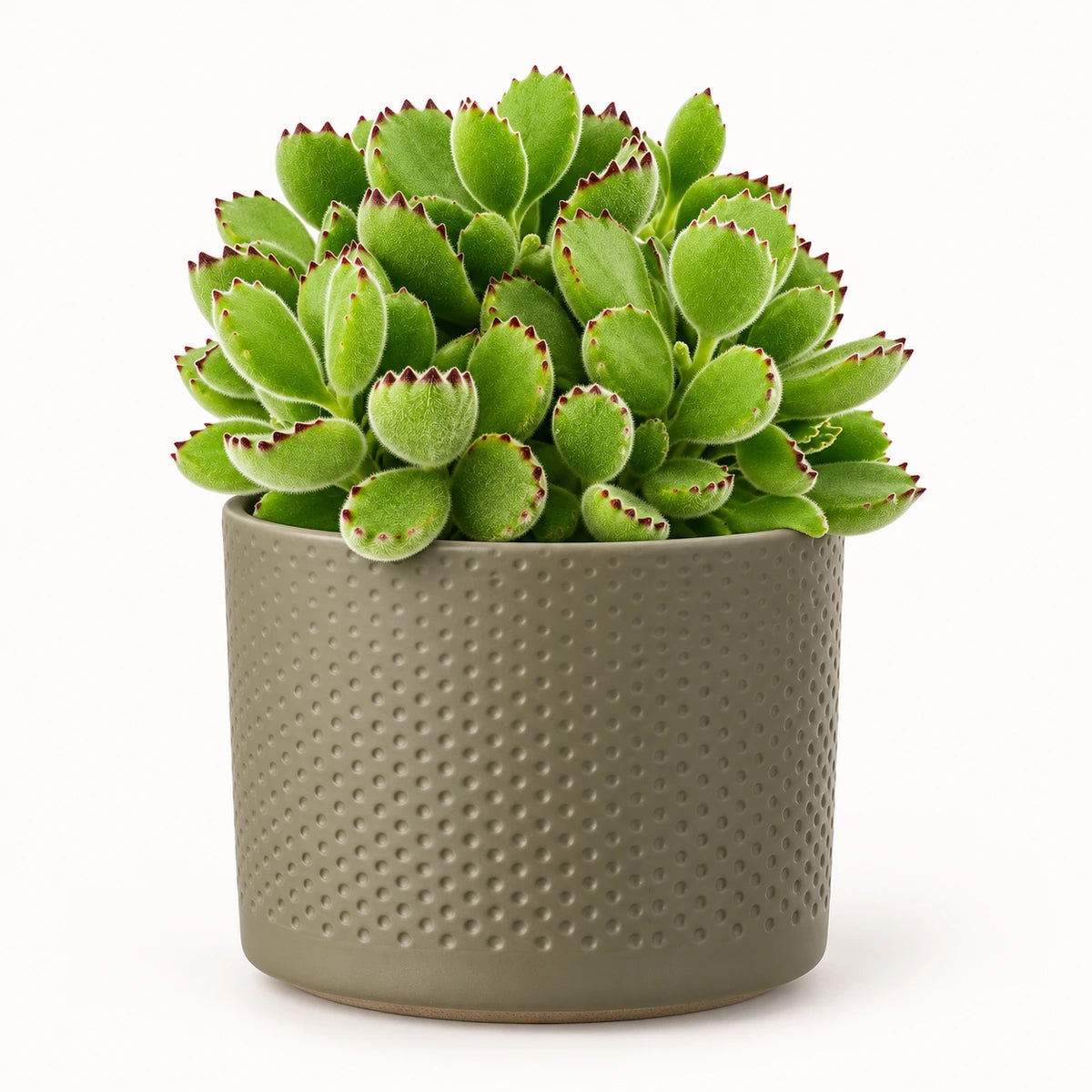 Cotyledon ladismithiensis 10.5cm + Era green relief 10.5cm (1051631)