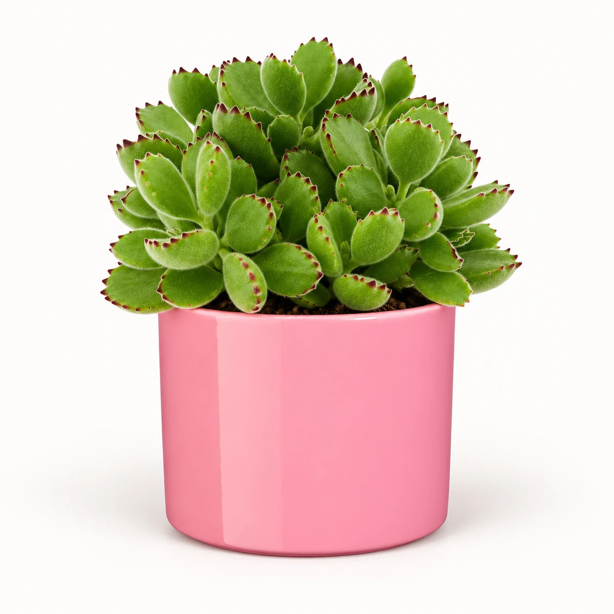 Cotyledon ladismithiensis 10.5cm + Era pink 10.5cm (1135536)