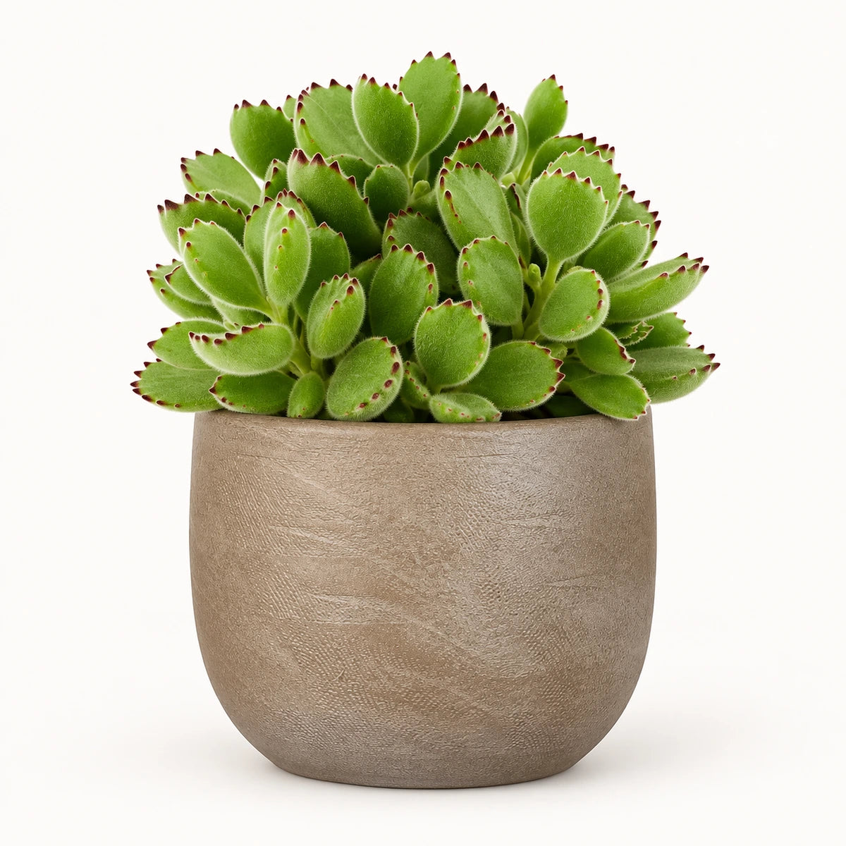 Cotyledon ladismithiensis 10.5cm + Nora taupe 11cm (1074611)