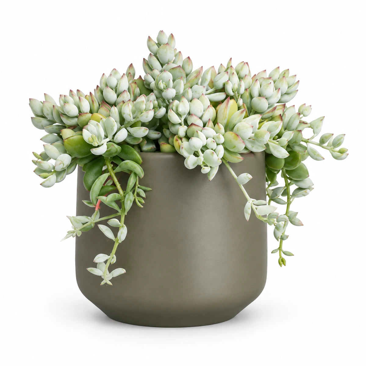 Cotyledon pendens 12cm + Amber green matt 13cm (1097324)