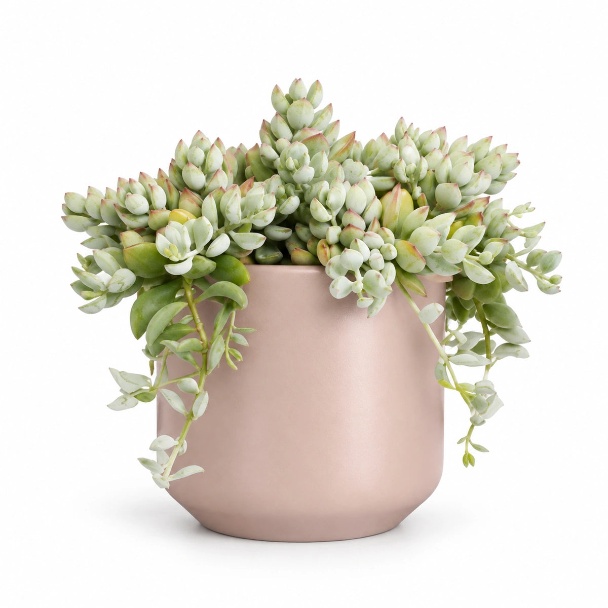 Cotyledon pendens 12cm + Amber l. pink matt 13cm (1097325)