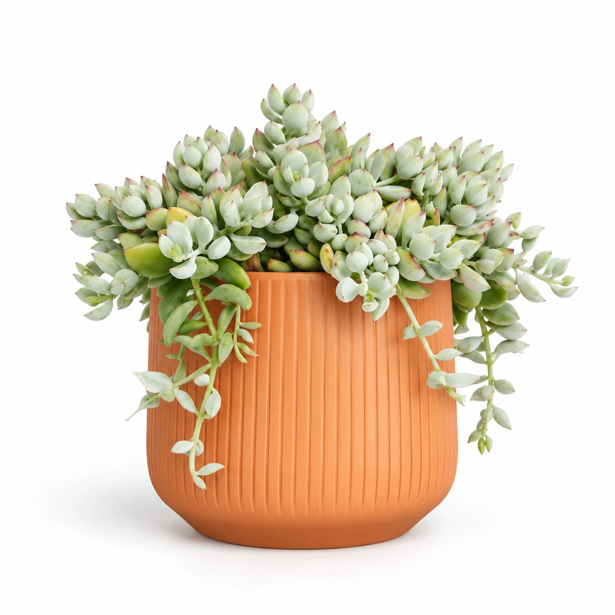 Cotyledon pendens 12cm + Amber orange vertical 13cm (1133678)