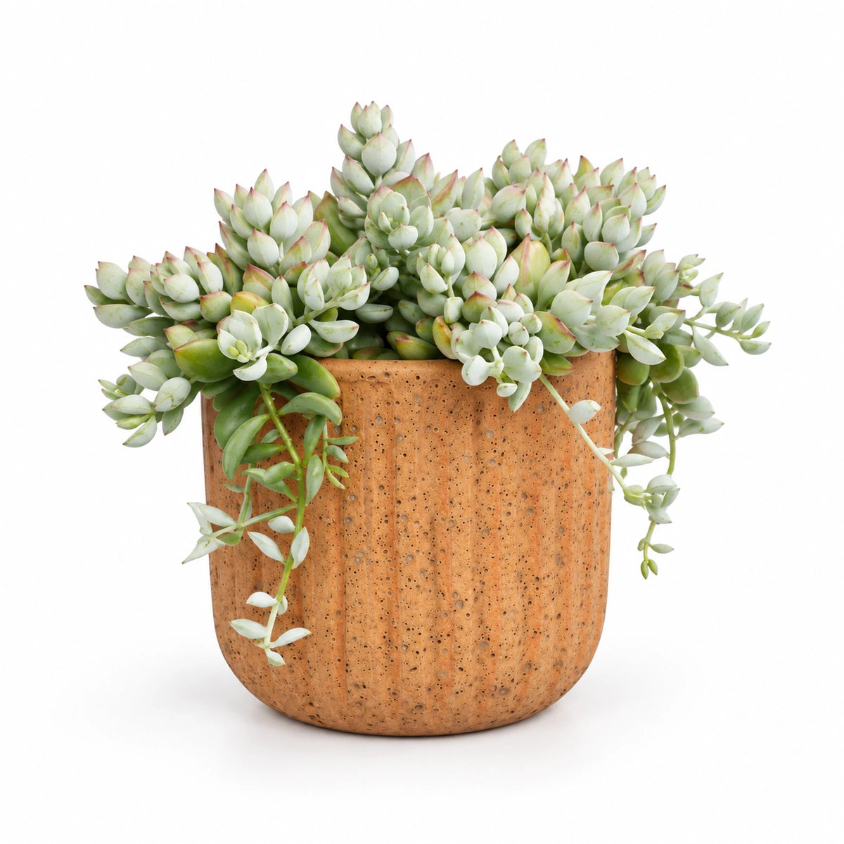 Cotyledon pendens 12cm + Dante l. brown 14cm