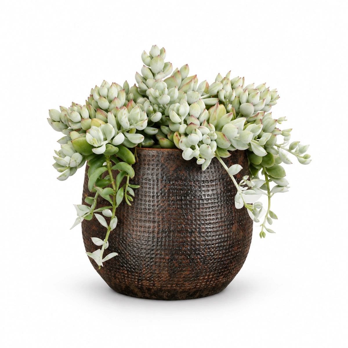 Cotyledon pendens 12cm + Enrique brown 13cm (1157584)