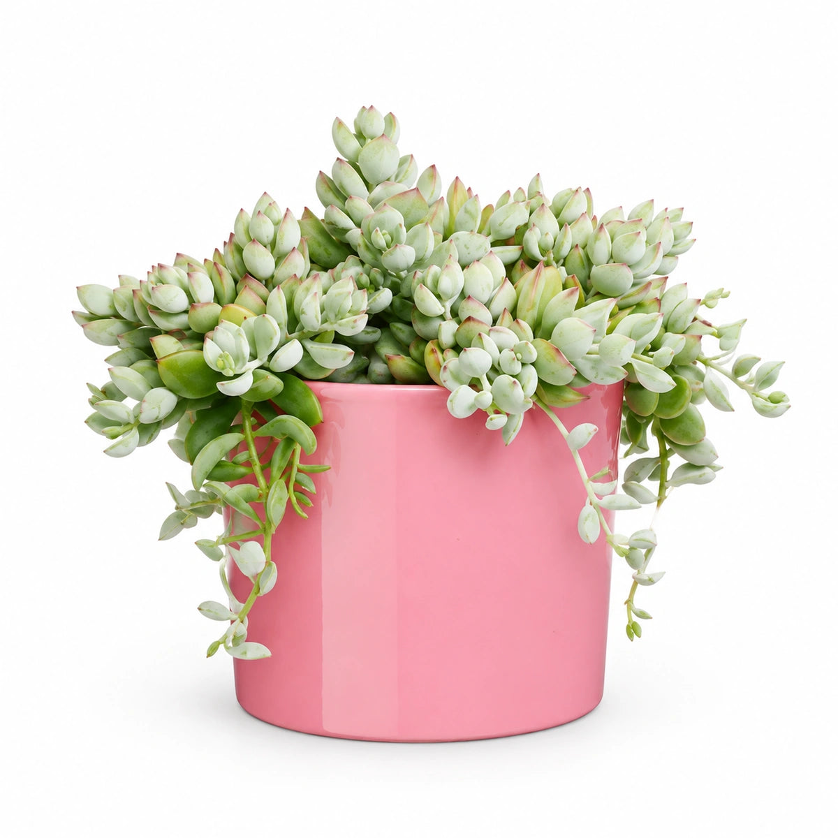 Cotyledon pendens 12cm + Era pink 12cm (1135539)
