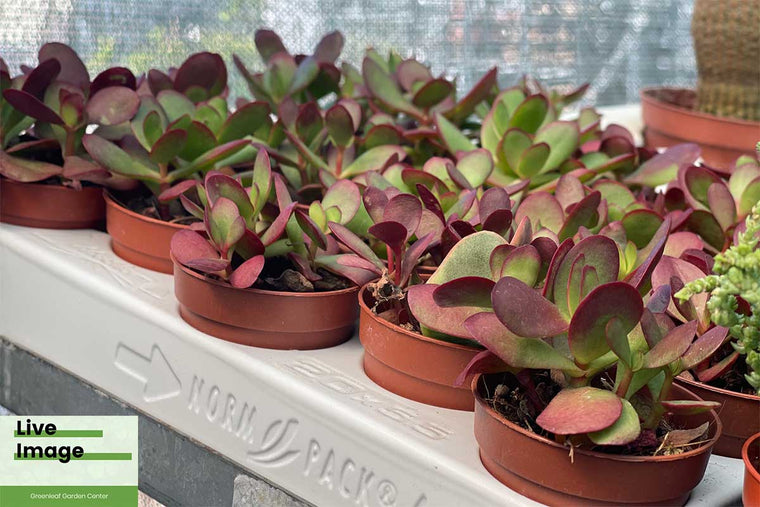 Crassula platyphylla 'Burgundy' 5.5cm