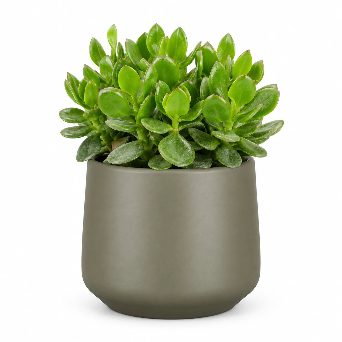 Crassula 'hulk' 12cm + Amber green matt 13cm (1097324)