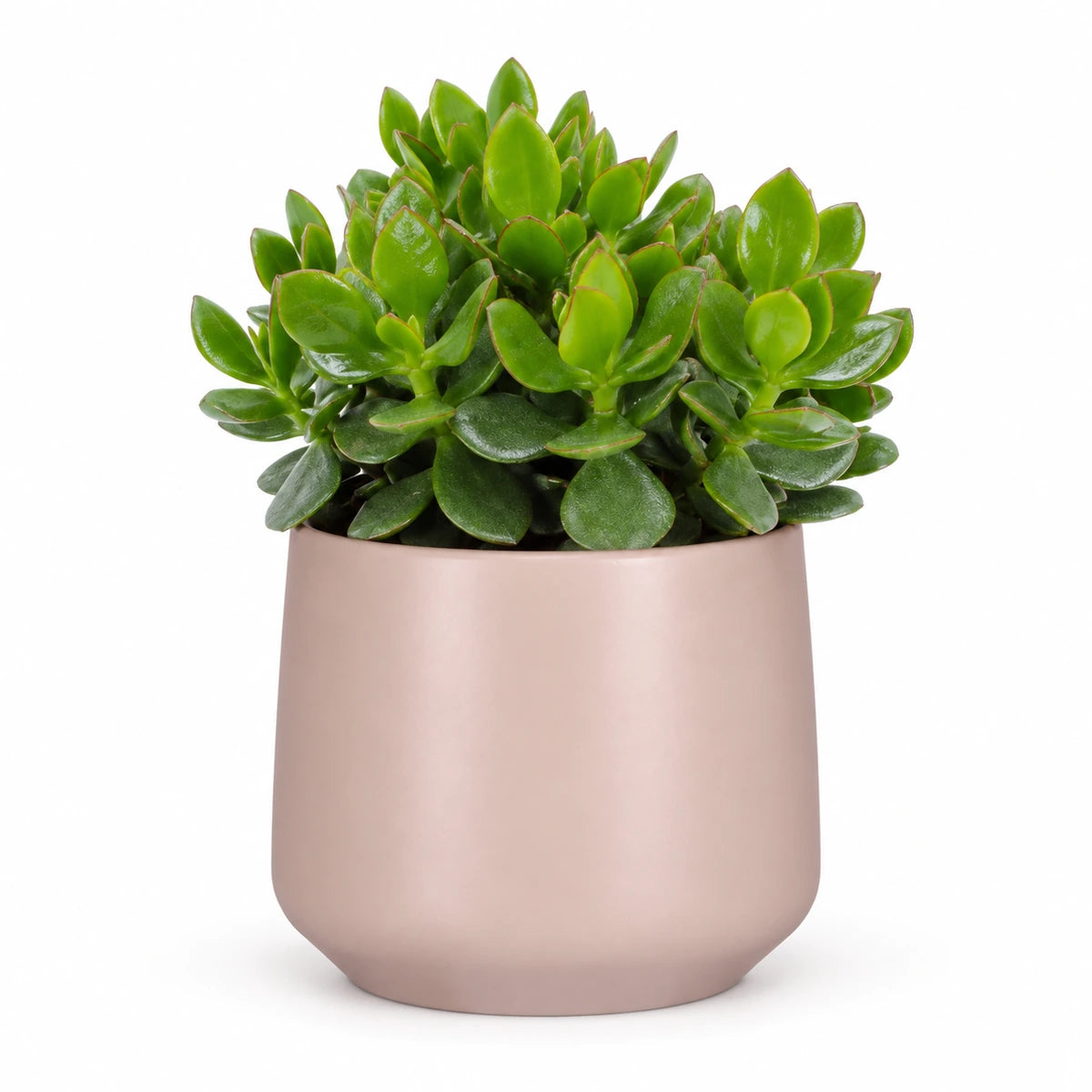 Crassula 'hulk' 12cm + Amber l. pink matt 14.5cm (1094378)