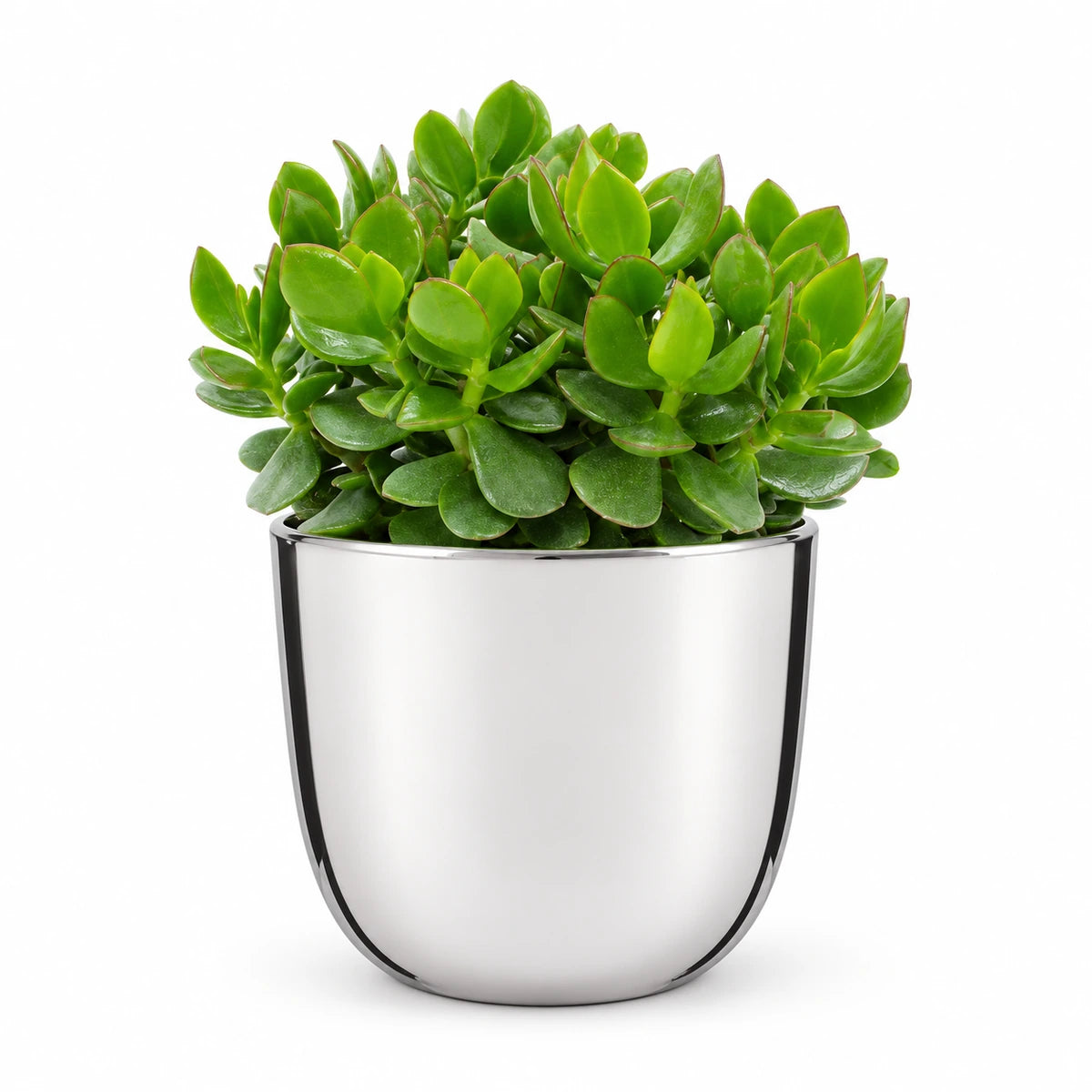 Crassula 'hulk' 12cm + Chaz silver 15.5cm (116702)