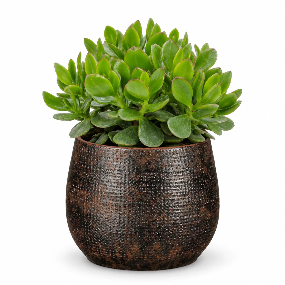 Crassula 'hulk' 12cm + Enrique brown 13cm (1157584)