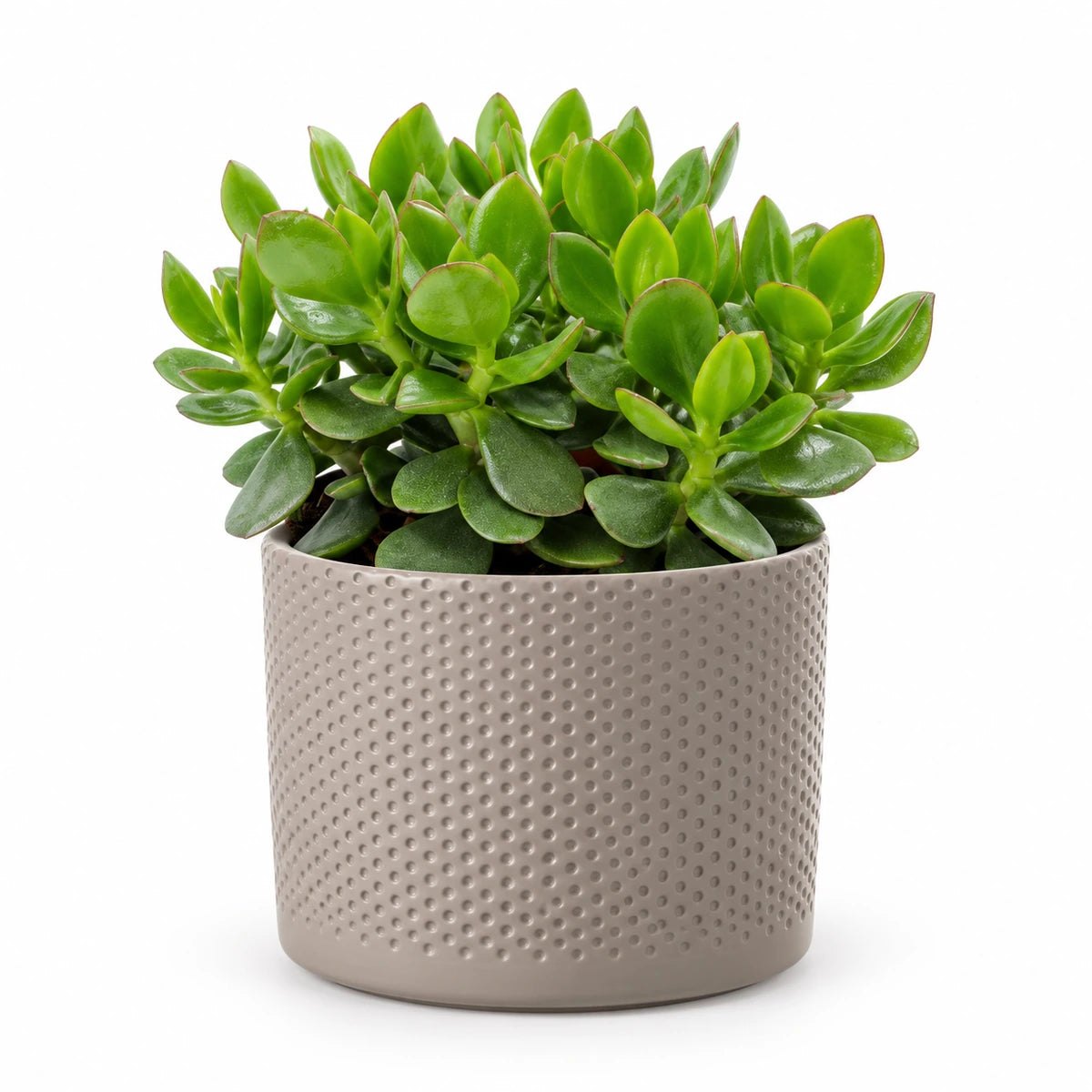 Crassula 'hulk' 12cm + Era taupe relief 14cm (1051628)