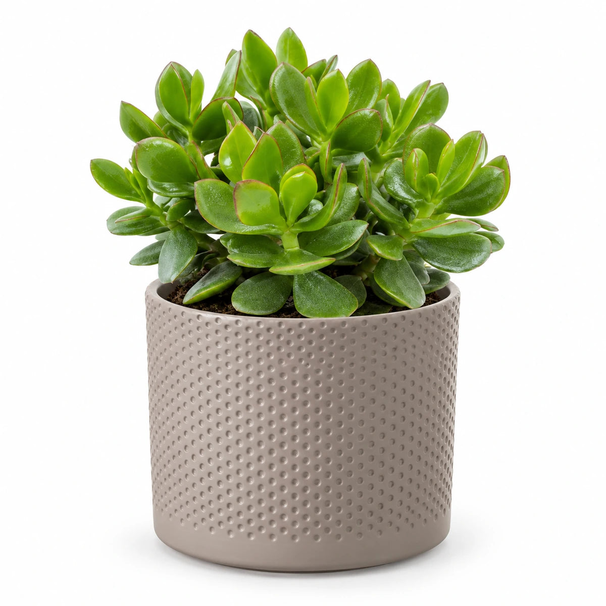 Crassula 'hulk' 12cm + Era taupe relief 12cm (1051627)