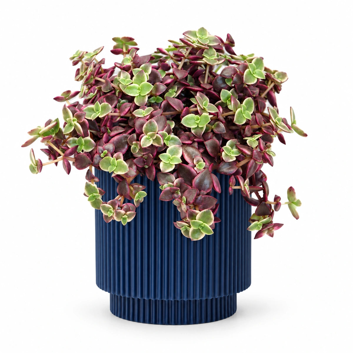 Crassula marginalis 10cm + Capi Vase cylinder groove dark blue 11cm (BGVDB312)