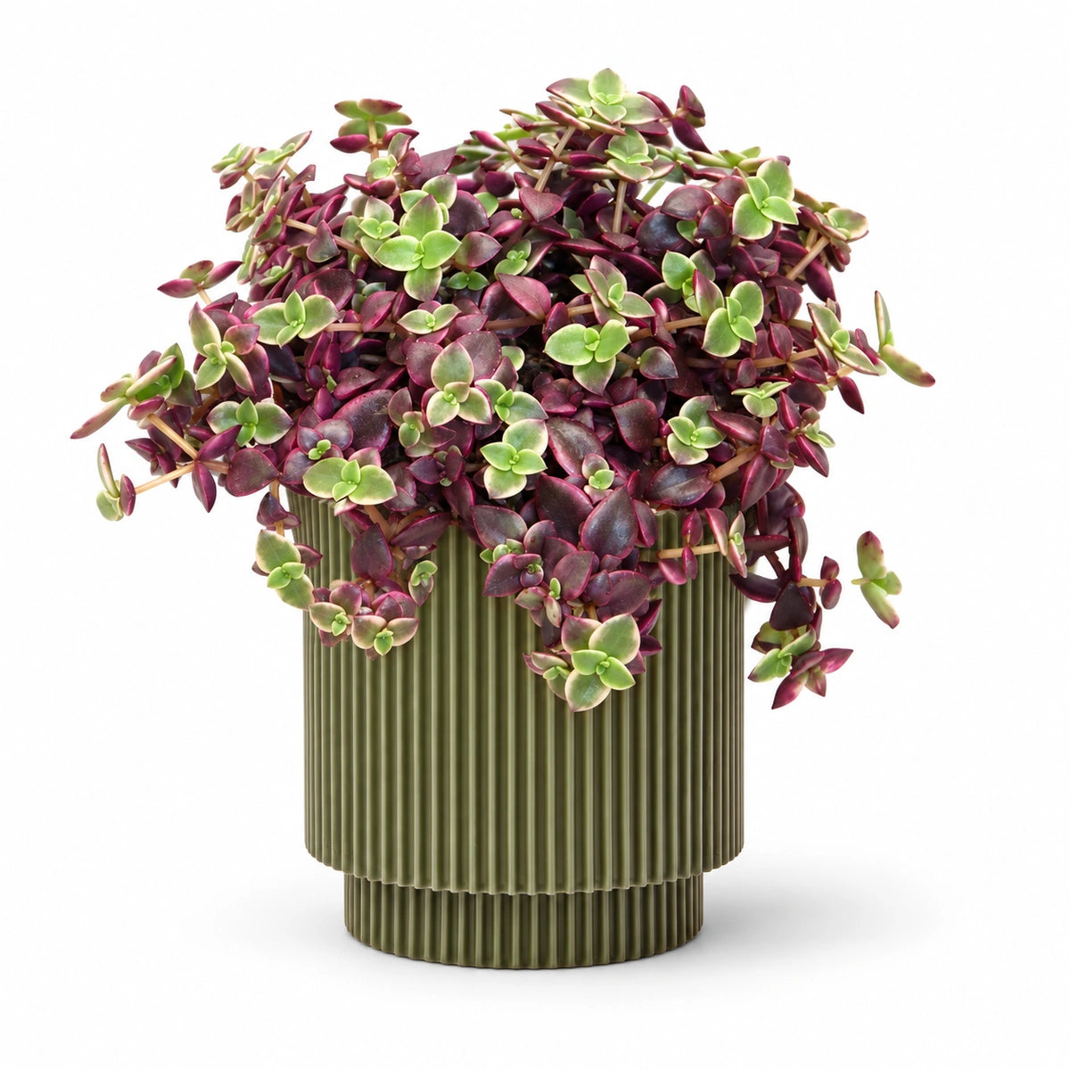 Crassula marginalis 10cm + Capi Vase cylinder groove green 11cm (BGVGN312)