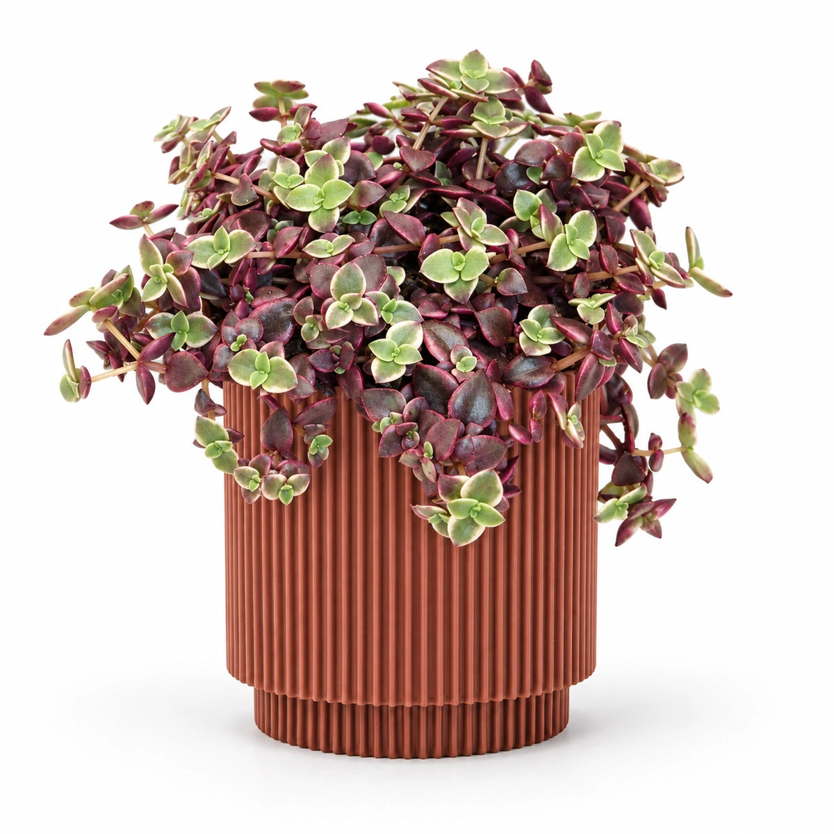 Crassula marginalis 10cm + Capi Vase cylinder groove merlot-red 11cm (BGVMR312)