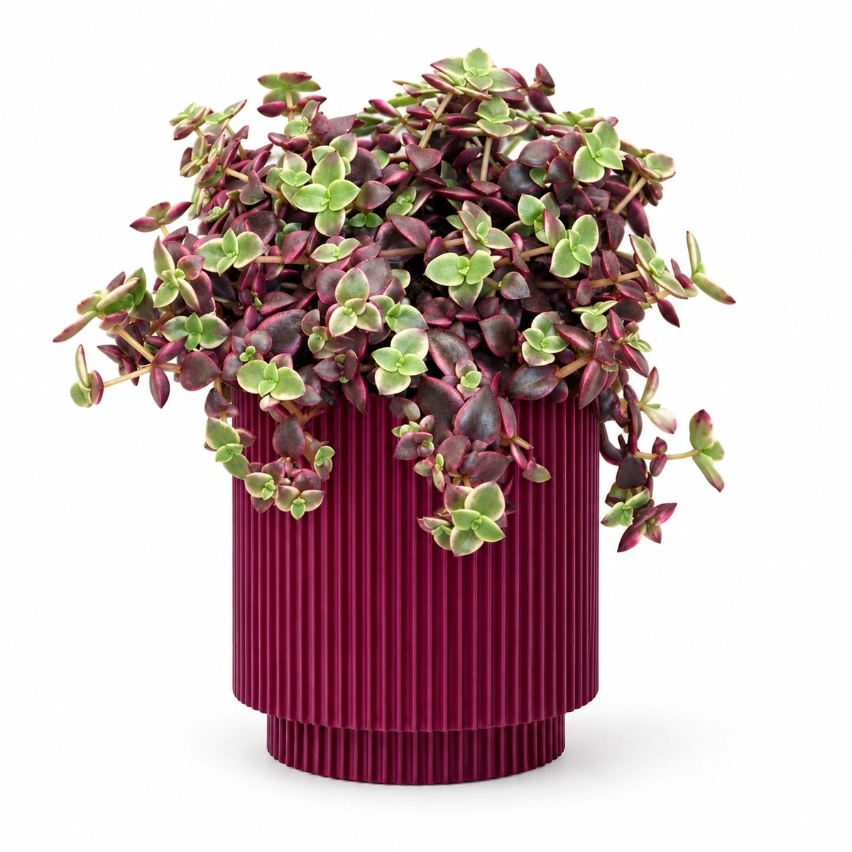 Crassula marginalis 10cm + Capi Vase cylinder groove purple 11cm (BGVP312)