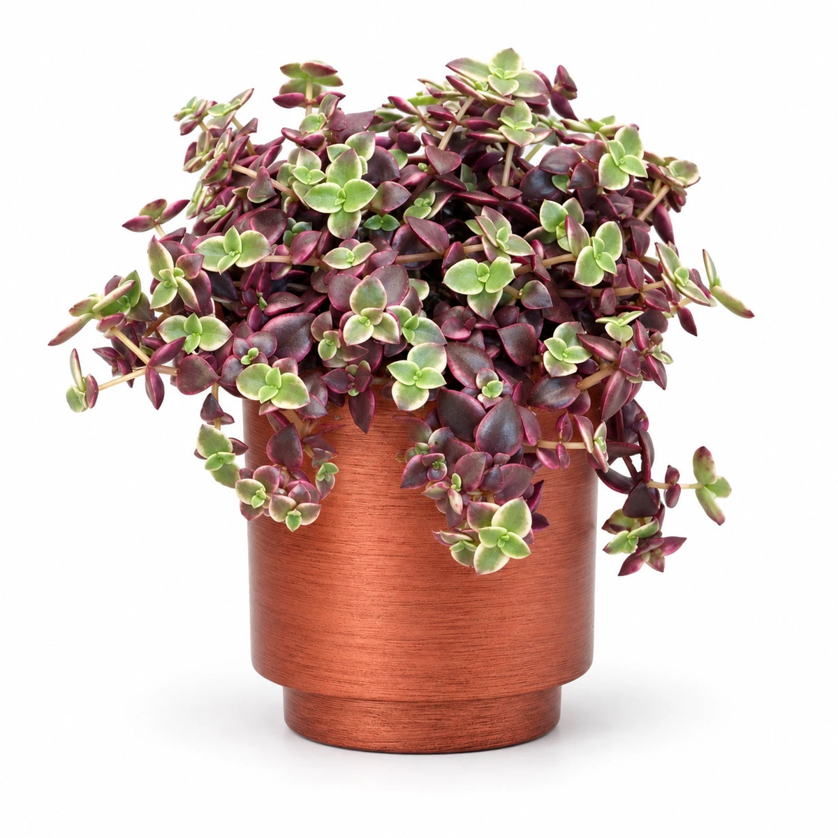 Crassula marginalis 10cm + Capi Vase cylinder Retro copper 11cm (BRTC312)
