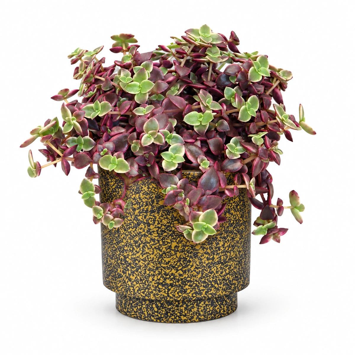 Crassula marginalis 10cm + Capi Vase cylinder Terrazzo gold 11cm (BTZG312)