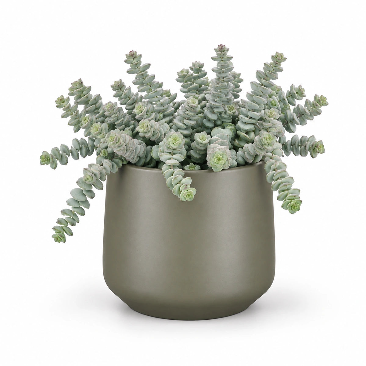 Crassula marnieriana 12cm + Amber green matt 13cm (1097324)