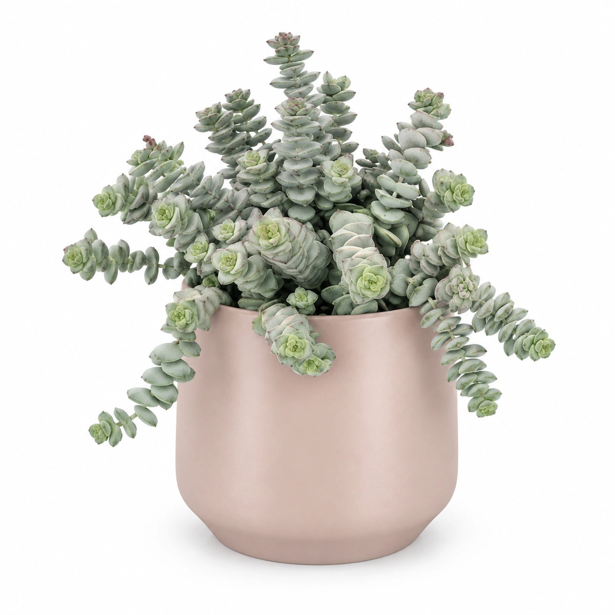Crassula marnieriana 12cm + Amber l. pink matt 13cm (1097325)