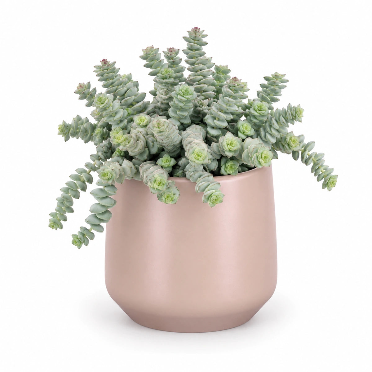 Crassula marnieriana 12cm + Amber l. pink matt 14.5cm (1094378)