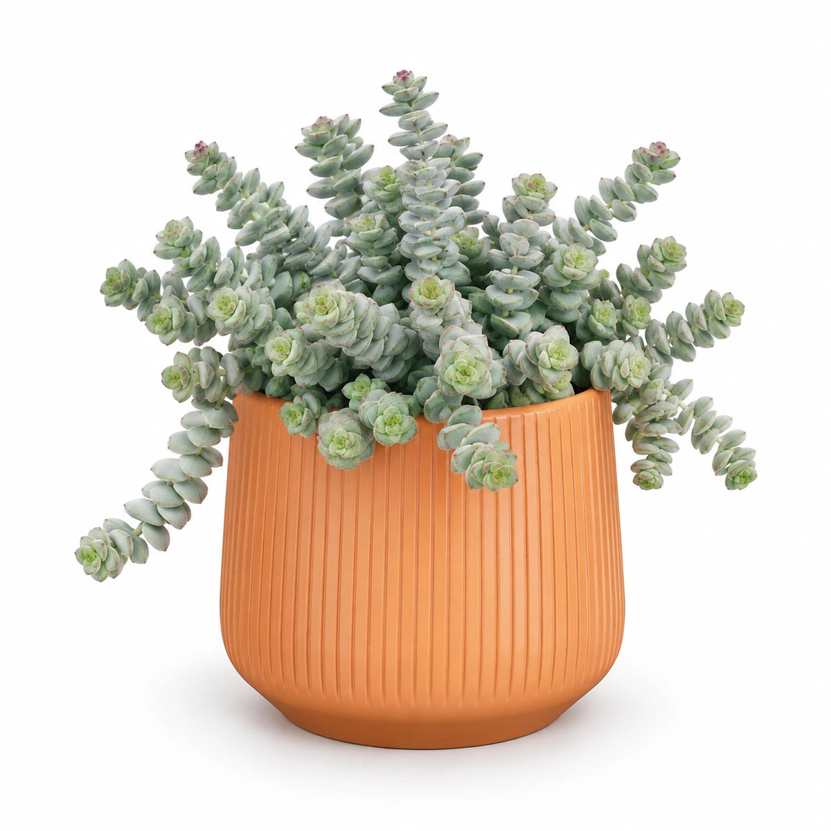 Crassula marnieriana 12cm + Amber orange vertical 13cm (1133678)