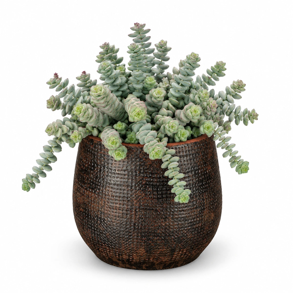 Crassula marnieriana 12cm + Enrique brown 13cm (1157584)