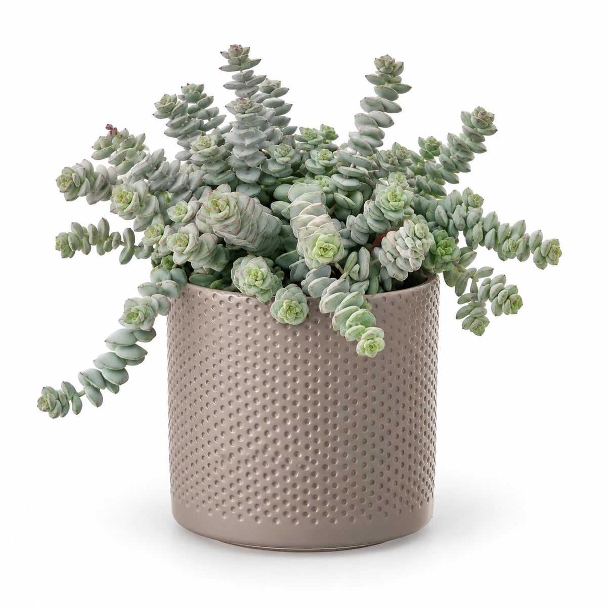 Crassula marnieriana 12cm + Era taupe relief 14cm (1051628)