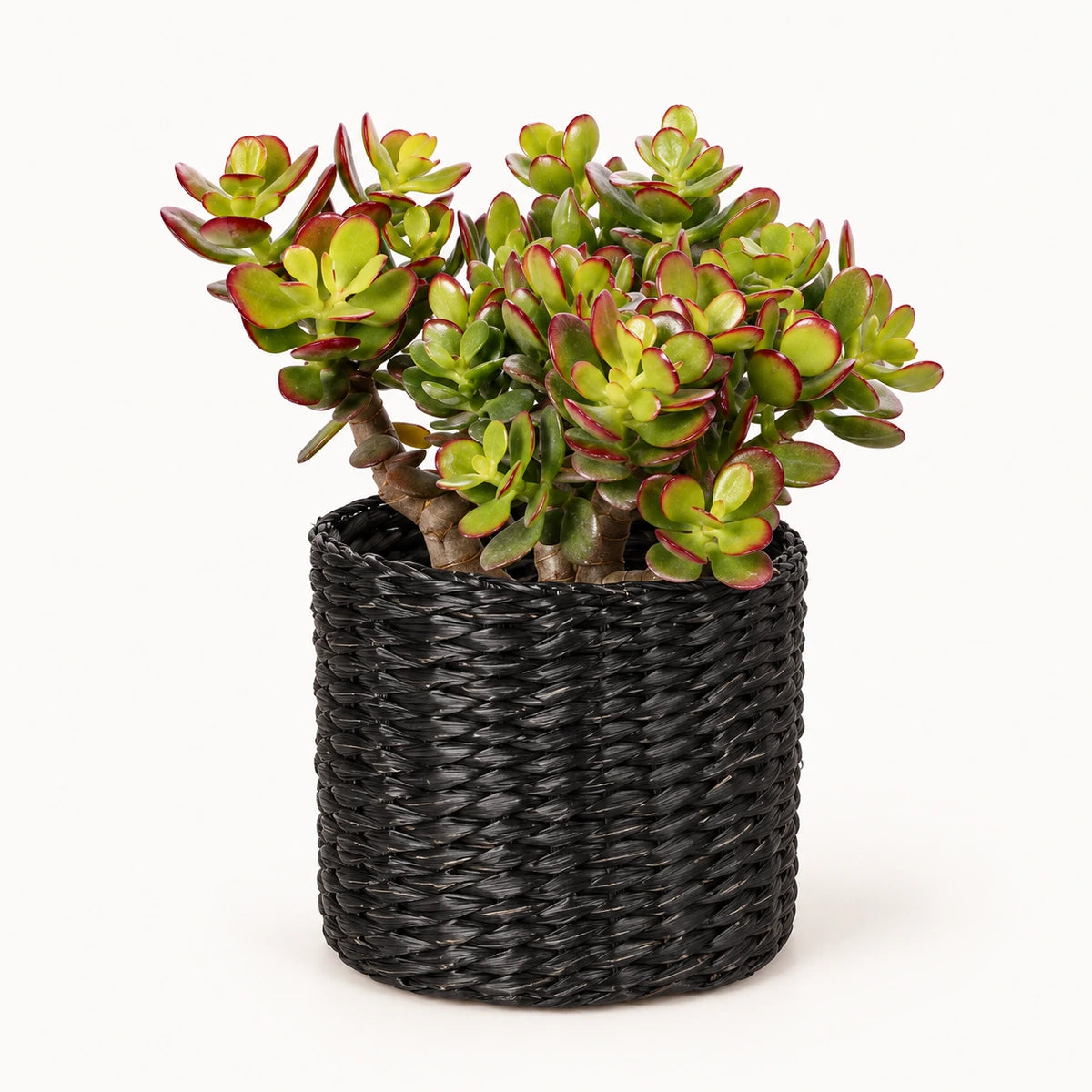 Crassula ovata 'minor' 12cm + Alexis black 13cm (1102736)