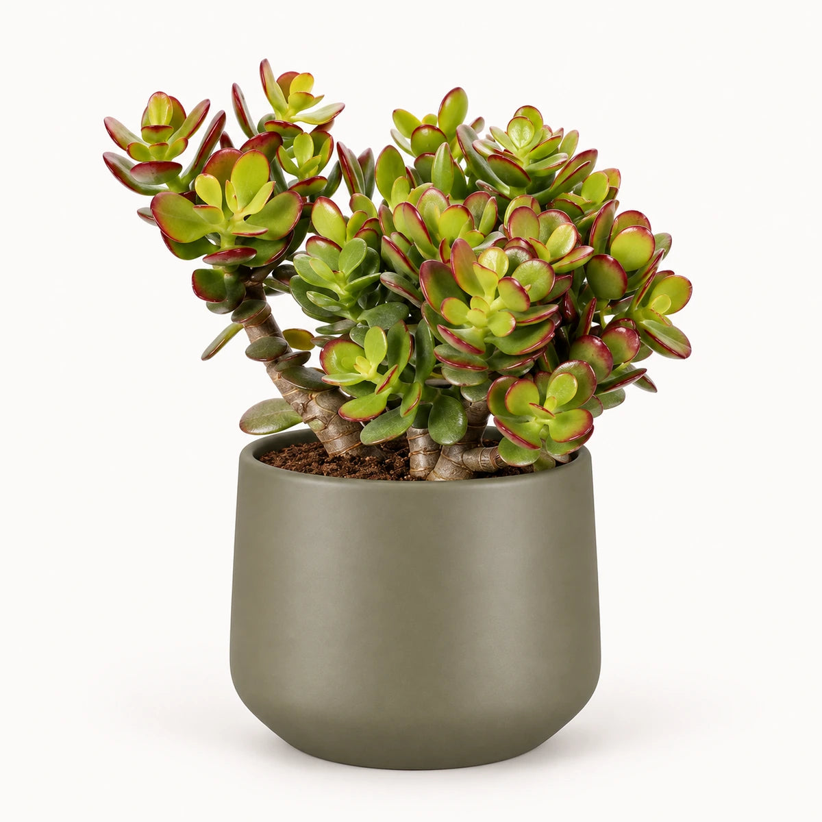 Crassula ovata 'minor' 12cm + Amber green matt 12cm (1087671)